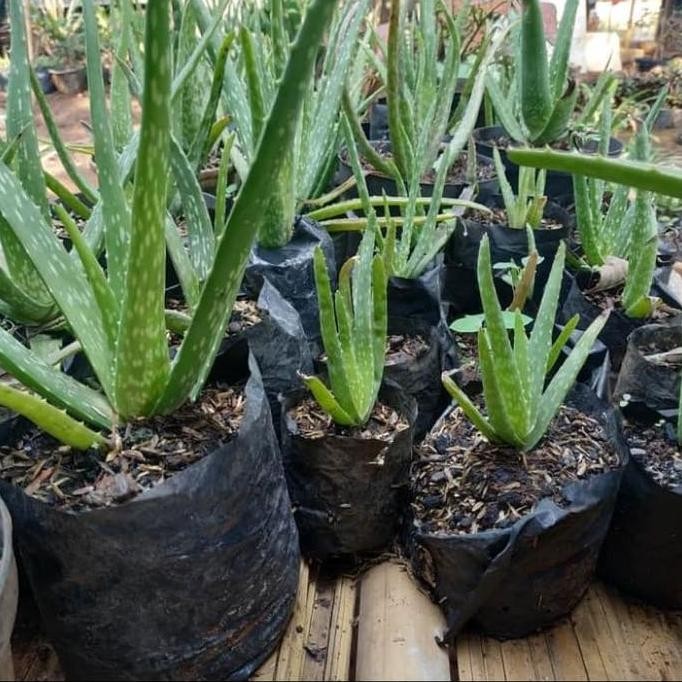 

Terlaris Bibit Tanaman Lidah Buaya-Aloevera