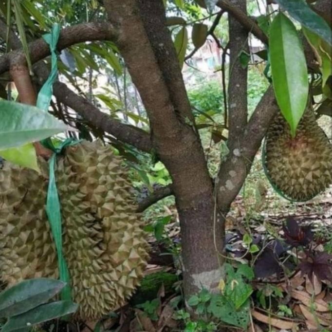 

Terlaris Bibit Durian Musangking Okulasi Super Unggul