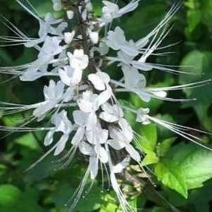 

Terlaris Bibit Tanaman Obat Sambiloto - Daun Herbal Sambiloto