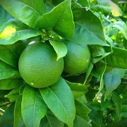 

Terlaris Bibit Buah Jeruk Nipis Tanaman Buah Jeruk Bibit Jeruk Hasil Okilasi Istimewa