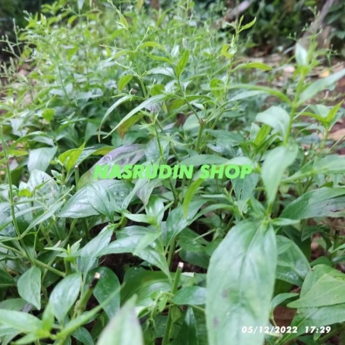 

Terlaris 5758Bibit Bibit Sambiloto Cabutan Bibit Daun Sambiloto / Bibit Tanaman