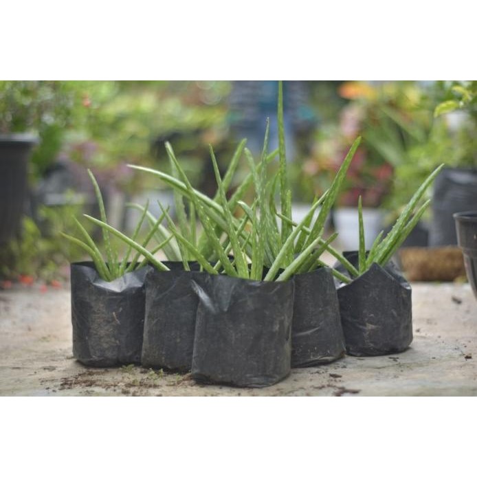 

Terlaris Bibit Tanaman Pohon Lidah Buaya/Aloevera Eeee