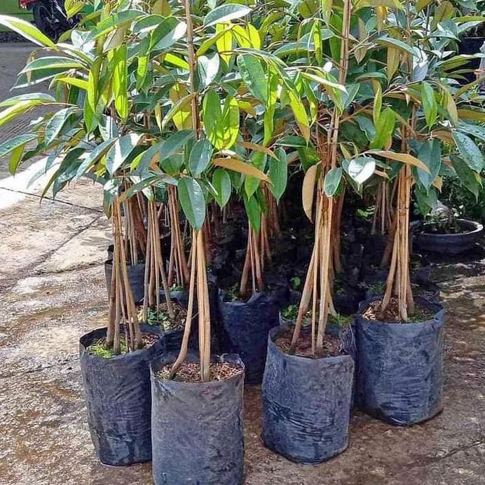

Terlaris Promo Bibit Durian Kaki 3 Musangking Bawor Durihitam Monthong Okulasi