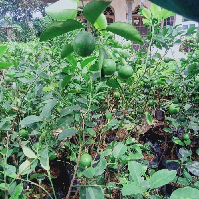 

Terlaris Bibit Tanaman Jeruk Nipis Pohon Jeruk Nipis Berbuah