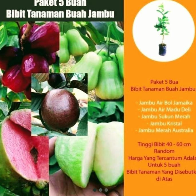 

Terlaris Promo!!!5 Paket Bibit Jambu Hasil Okulasi
