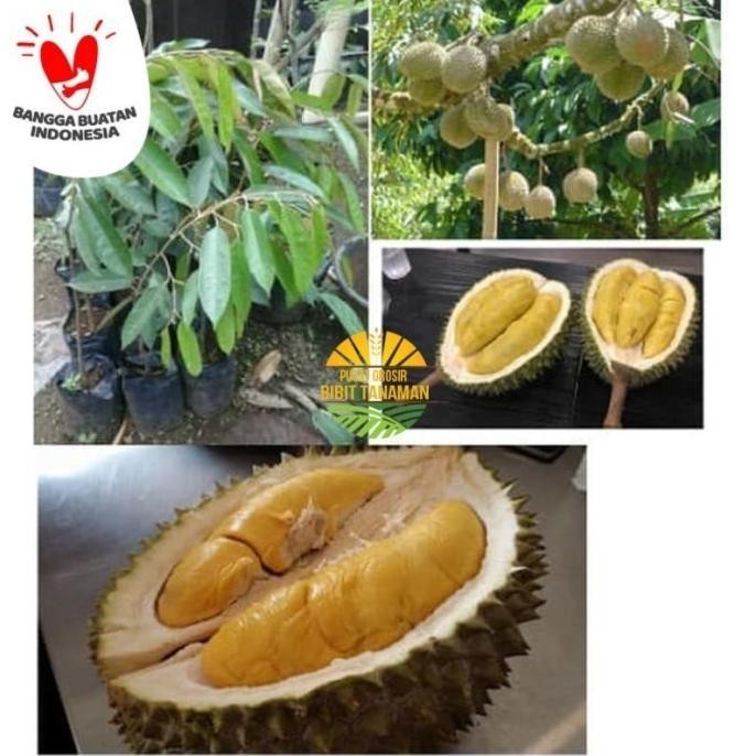 

Terlaris Bibit Durian Musangking Unggul Dan Murah