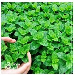 

Terlaris Tanaman Daun Mint Spearmint Bibit Daun Mint