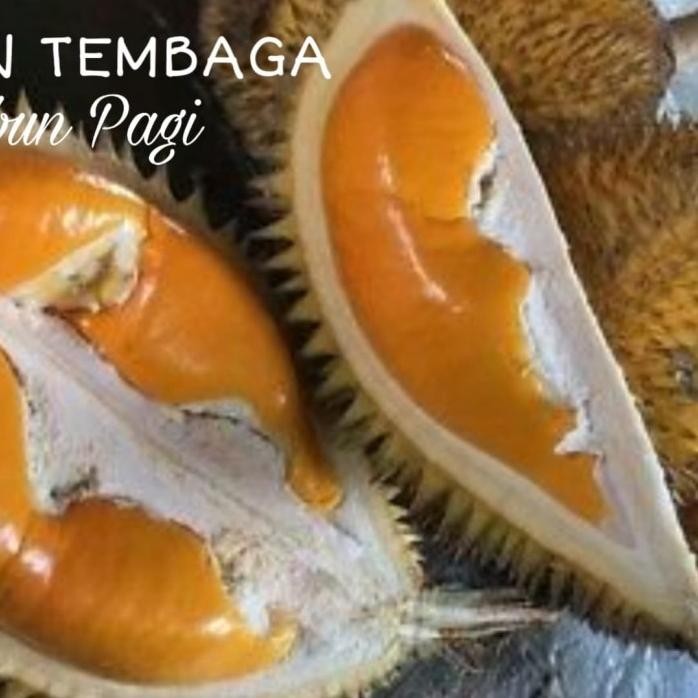 

Terlaris Terlaris Bibit Pohon Buah Durian Super Tembaga Nnn