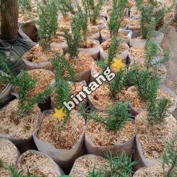 

Terlaris Unik Tan Bunga Rosemary Bumbu Masak Eropa | Bibit Tan Rosmery Unik