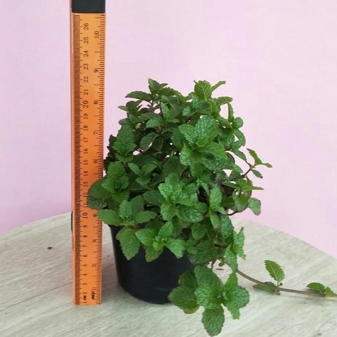 

Terlaris Bibit Tanaman Herbal Daun Mint Papermint-Mentha Piperita