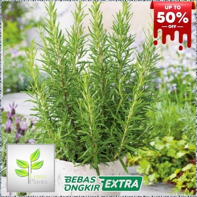 

Terlaris Tanaman Hias Rosemary Herbal Wangi Dan Harum/Bibit/Benih Promo!!