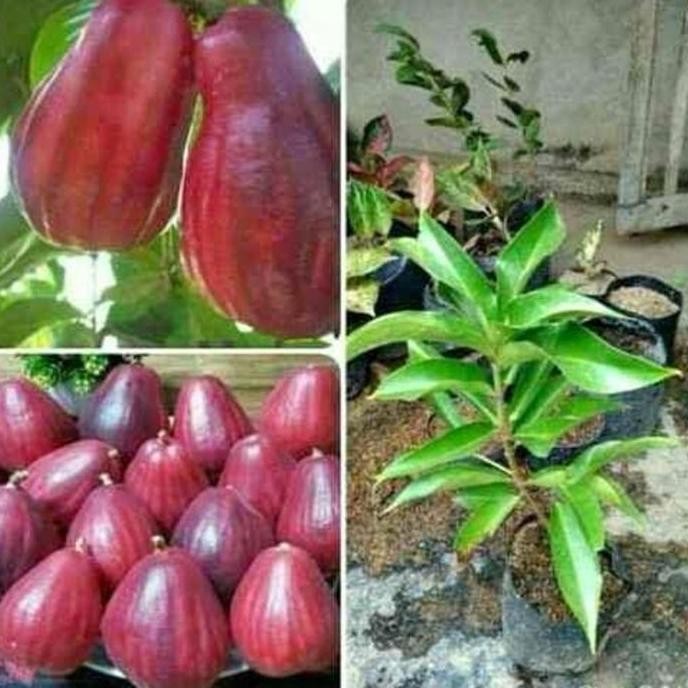 

Terlaris Bibit Jambu Jamaica Cepat Berbuah