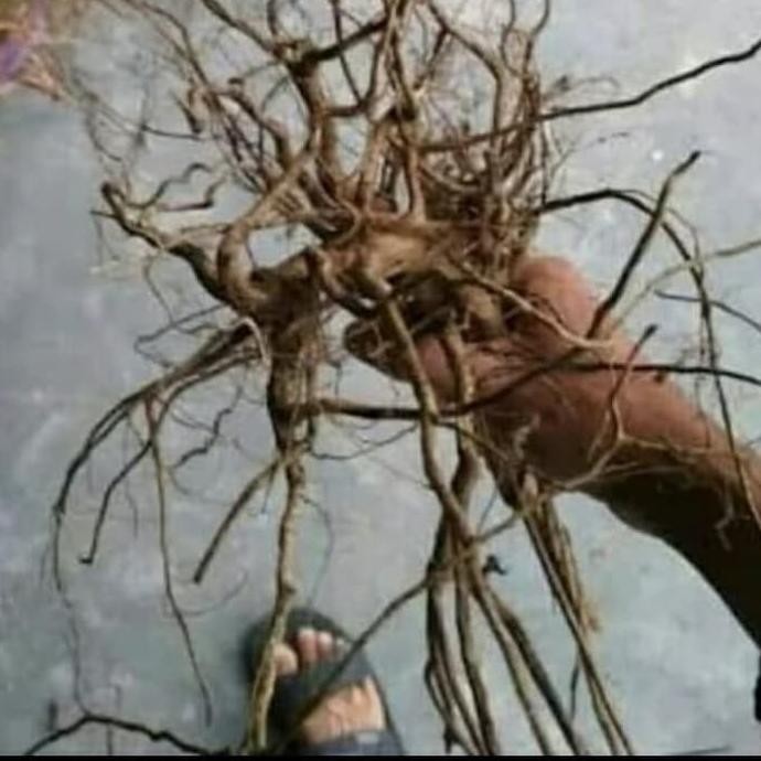 Terlaris Akar Pohon Senggani Kering Cocok Buat Aquascape Hiasan Aquarium