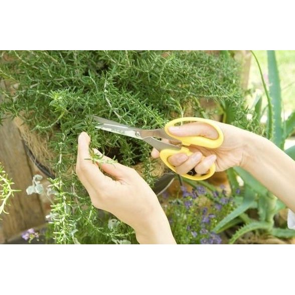 

Terlaris Benih-Bibit Herba Rosemary - Haira Seed Rvacxw 6755Ah