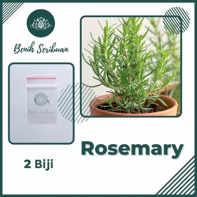 

Terlaris 2 Biji Benih Bibit Rosemary Tanaman Herbal Rosmarinus Officinalis