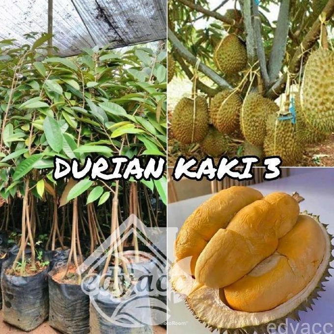 

Terlaris Benih Bibit Durian Kaki 3 Super