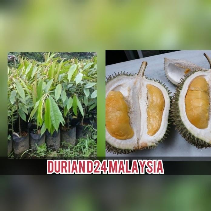 

Terlaris Bibit Buah Durian D24 Malaysia Asli Tos