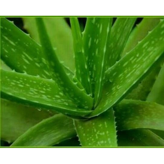 

Terlaris Tanaman Lidah Buaya / Bibit Aloevera ( 40 - 50Cm )