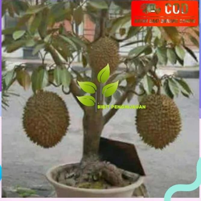 

Terlaris Bibit Buah Durian Montong Bisa Berbuah Dalam Pot(Bisa Tabulampot)