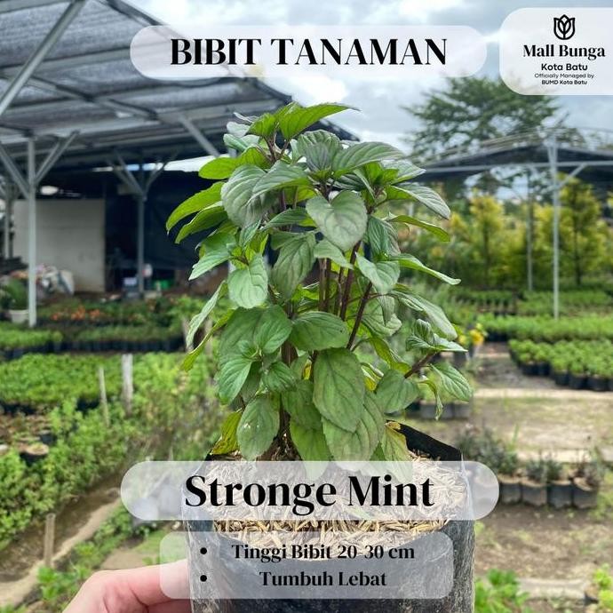 

Terlaris Bibit Daun Mint - Tanaman Herbal Stronge Mint Siap Tanam Tinggi 20-30 Cm