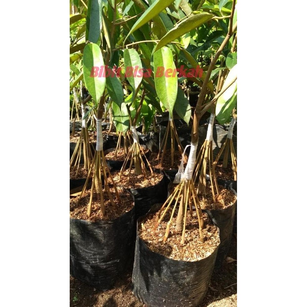 

Terlaris Bibit Tanaman Buah Durian Musangking Kaki 3. Terlaris!