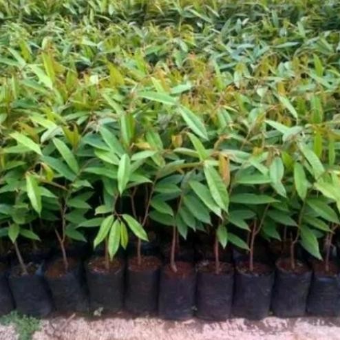 

Terlaris Bibit Durian Petruk Okulasi