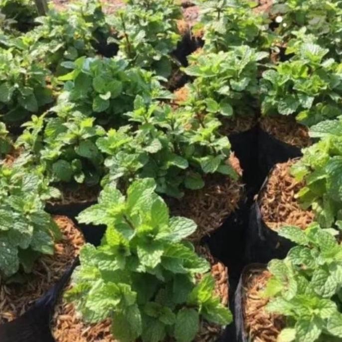 

Terlaris Bibit Daun Mint Kriting (Beli 5 Gratis 1)
