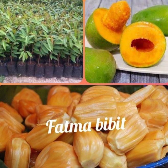 

Terlaris #As_ Paket 3 Bibit Buah Nangka Madu,Mangga Alpukat,Durian Musang King