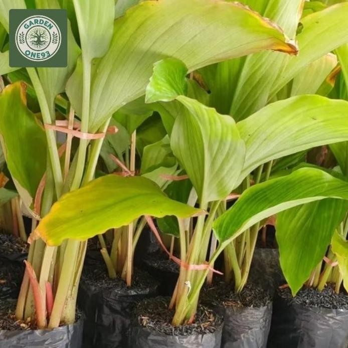 Terlaris Bibit Kunyit Hitam Original,Kunyit Hitam Kaemperia Parviflora,Kunyit Hitam Asli (Thailand)