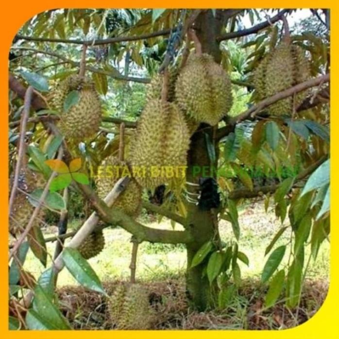 

Terlaris Bibit Durian Bawor Kaki 3