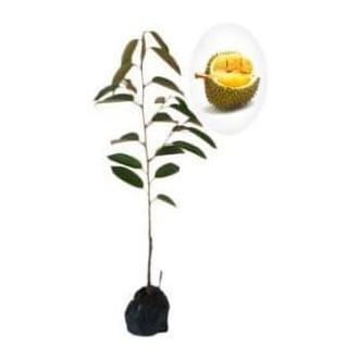 

Terlaris Bibit Tanaman Durian Musangking Okulasi Lebih Cepat Berbuah