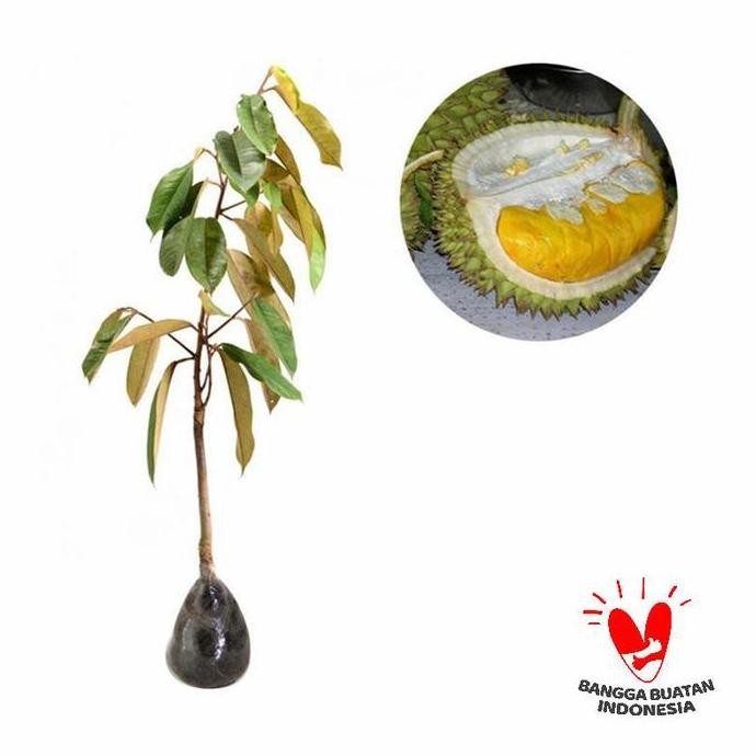 

Terlaris Bibit Durian Bawor Terbaik Dan Terlaris