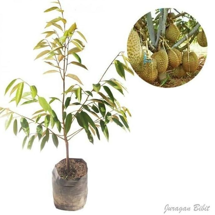 

Terlaris Bibit Durian Montong