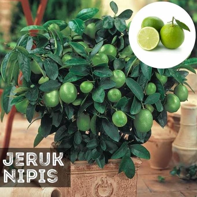 

Terlaris Benih Bibit Buah Jeruk Nipis Unggulan
