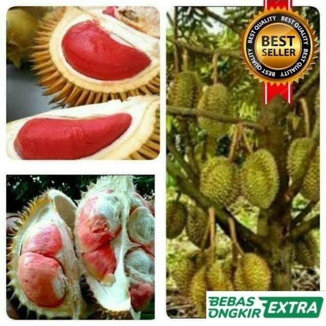 

Terlaris Bibit Durian Pelangi Kaki Tiga Hasil Okulasi Unggul Cepat Berbuah