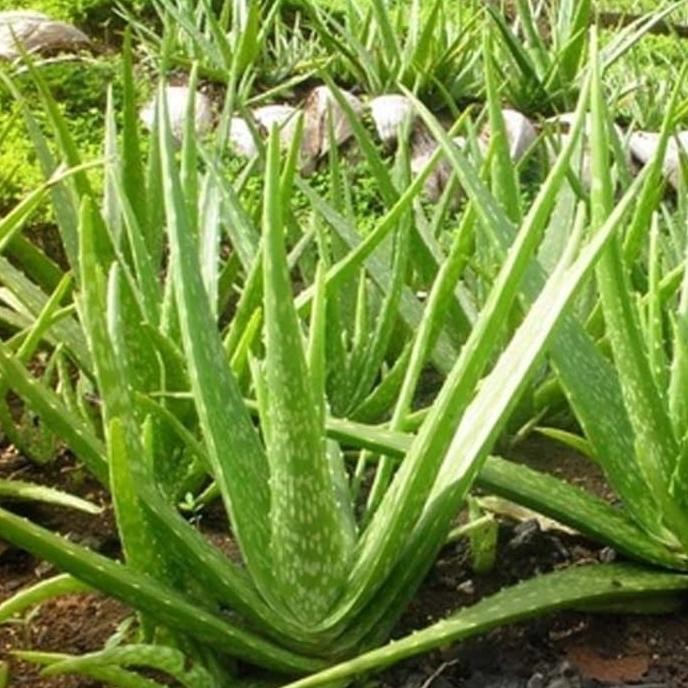 

Terlaris Bibit Tanaman Lidah Buaya - Pohon Aloe Vera - Tanaman Herbal Murah Top