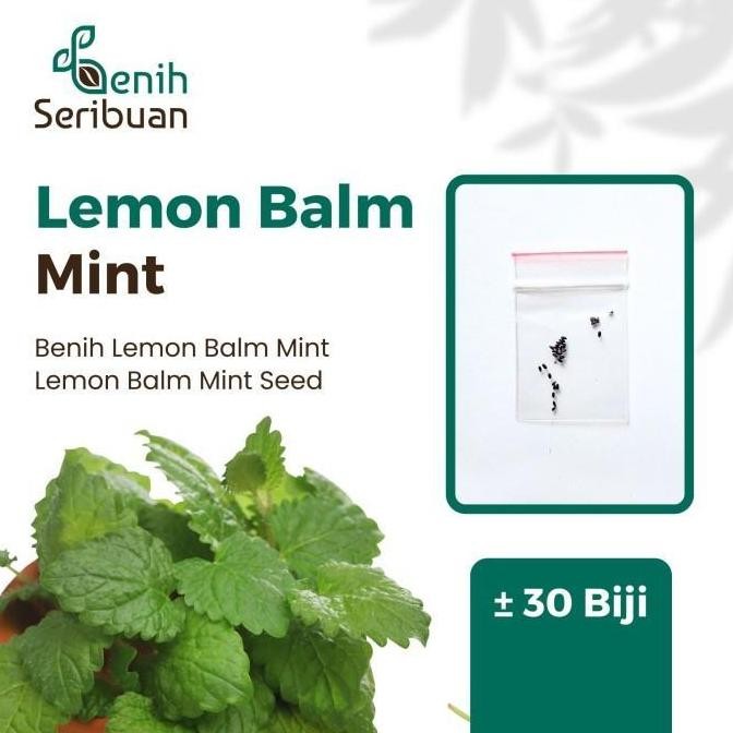 

Terlaris 30 Benih Herbal Lemon Balm Bibit Herbs Daun Mint Import Herb Unggul