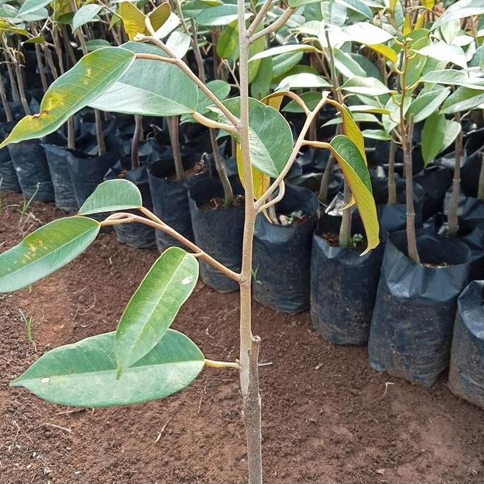 

Terlaris Bibit Durian Bawor Okulasi Cepat Buah
