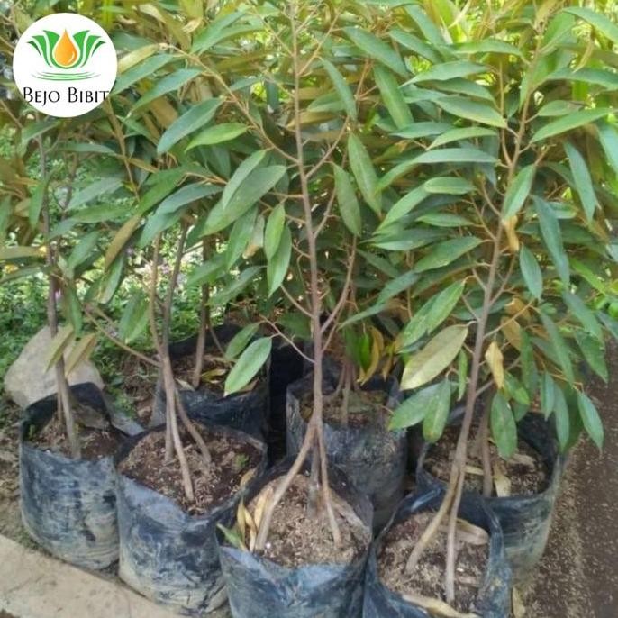 

Terlaris Bibit Tanaman Durian Kaki 3 Musangking 1 Meter , Pohon Durian Super