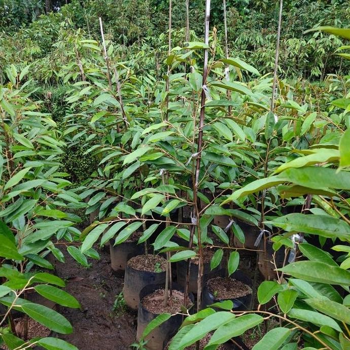 

Terlaris Bibit Durian Oche/Durihitam Tinggi 1 Meter