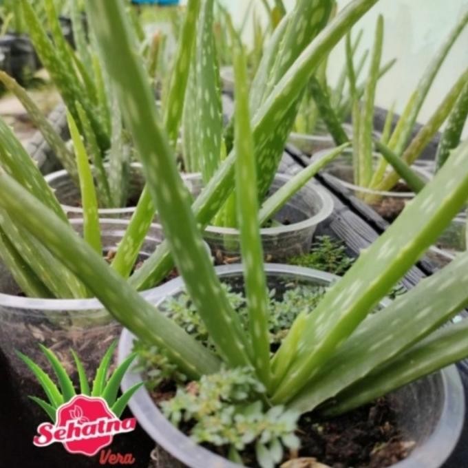 

Terlaris Bibit Lidah Buaya Aloevera Pontianak Organik Wlfzrn 4573Xd