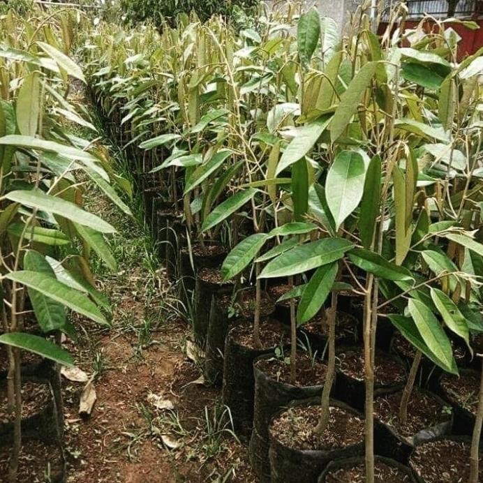 

Terlaris Bibit Pohon Durian Musang King Made In Petani Bibit Buah