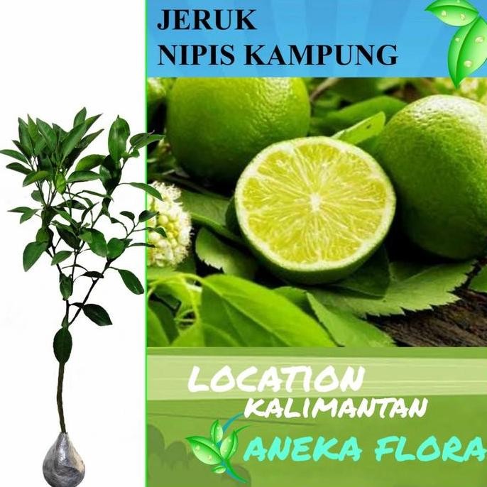 

Terlaris Bibit Jeruk Nipis Kampung (60-80Cm) Okulasi Berkualitas - Pupuk, Tanaman