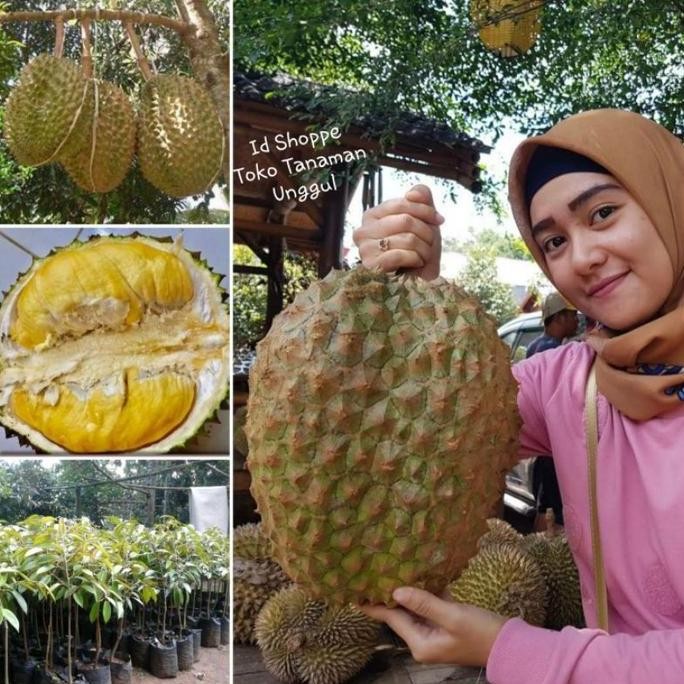 

Terlaris Bibit Durian Bawor Super Jumbo