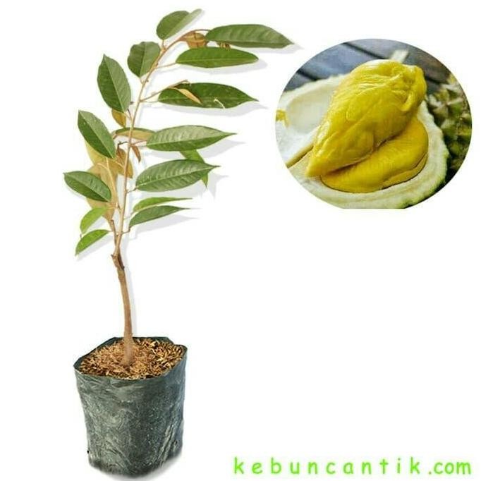 

Terlaris Bibit Durian Bawor