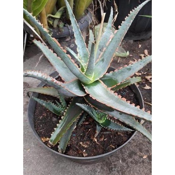 

Terlaris Bibit Lidah Buaya Unik - Aloe Hybrid