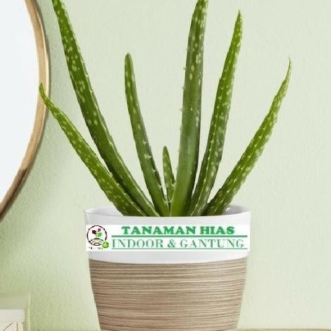 

Terlaris Tanaman Hias Indoor Lidah Buaya Mini Bibit Tanaman Super Unggul Asli Original