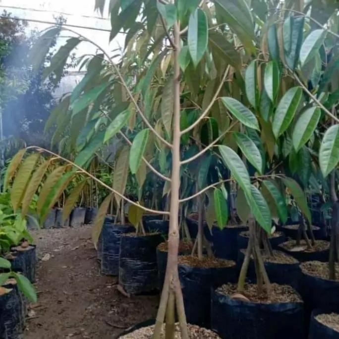 

Terlaris Bibit Tanaman Buah Durian Musang King Kaki 3