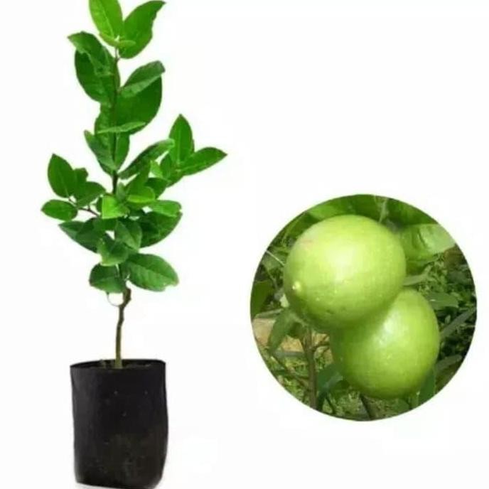 

Terlaris Bibit Jeruk Nipis Jumbo