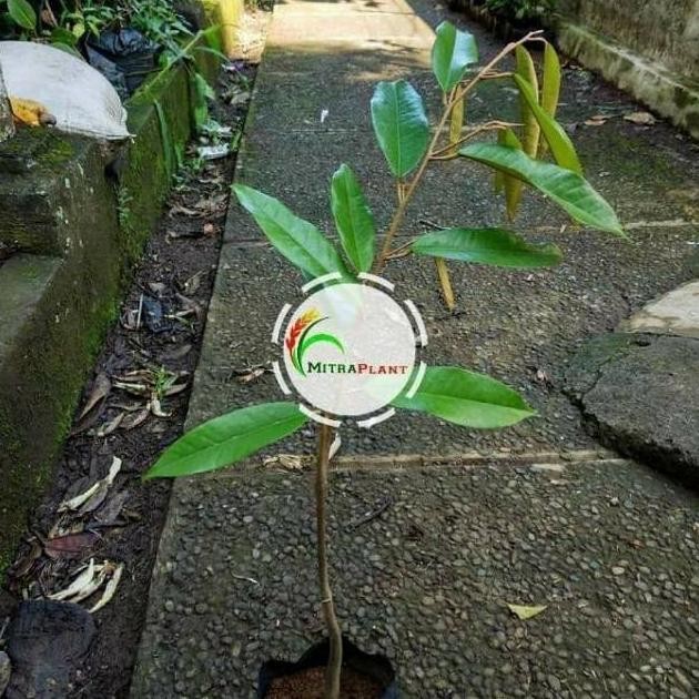 

Terlaris Paling Laris Bibit Pohon Durian Musang King Tunggal Tanaman Buah Duren